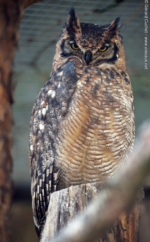 Spotted Eagle-Owl, identification