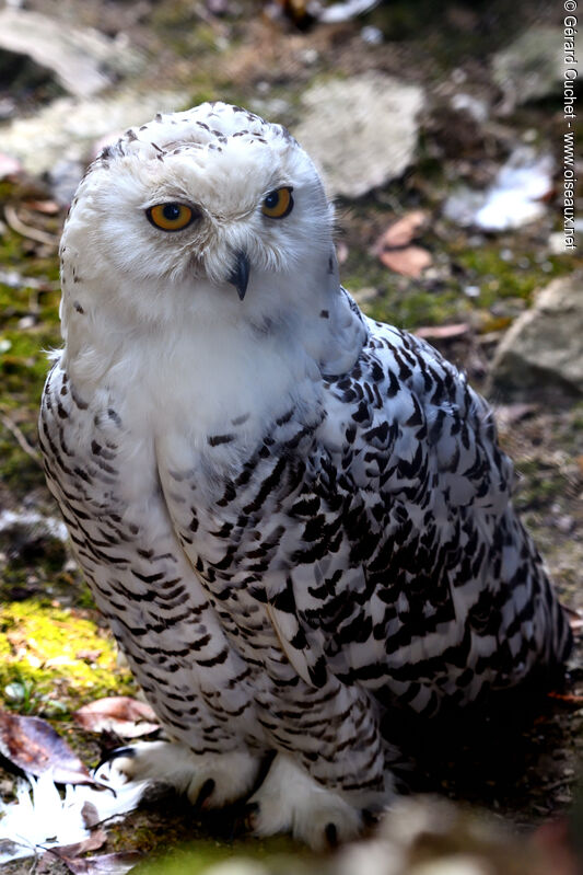 Snowy Owl, moulting