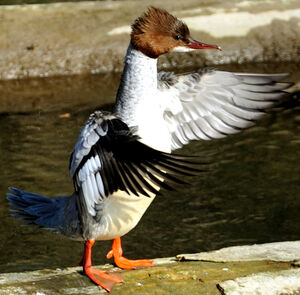 Harle bi�vre 
&copy; G�rard Cuchet