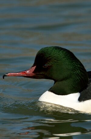 Harle bi�vre 
&copy; G�rard Cuchet