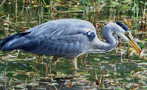 Grey Heron