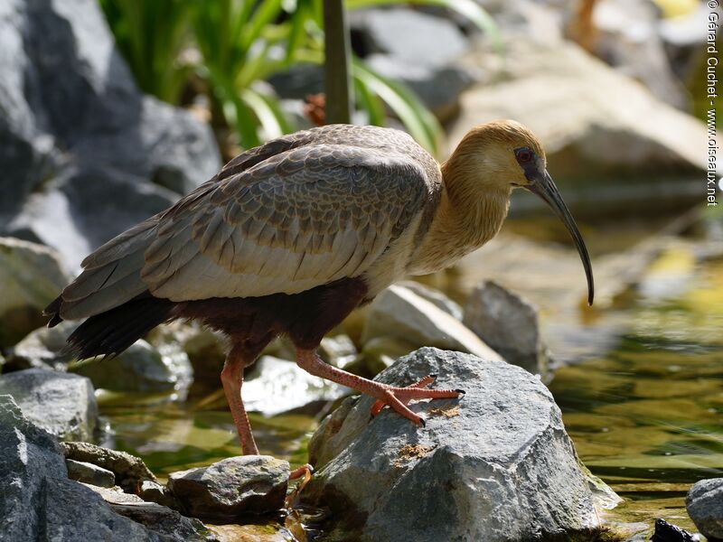 Andean Ibis