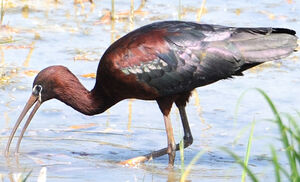 Ibis falcinelle 
&copy; G�rard Cuchet
