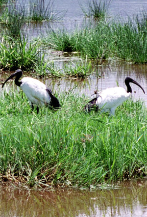 Ibis sacr� 
&copy; G�rard Cuchet