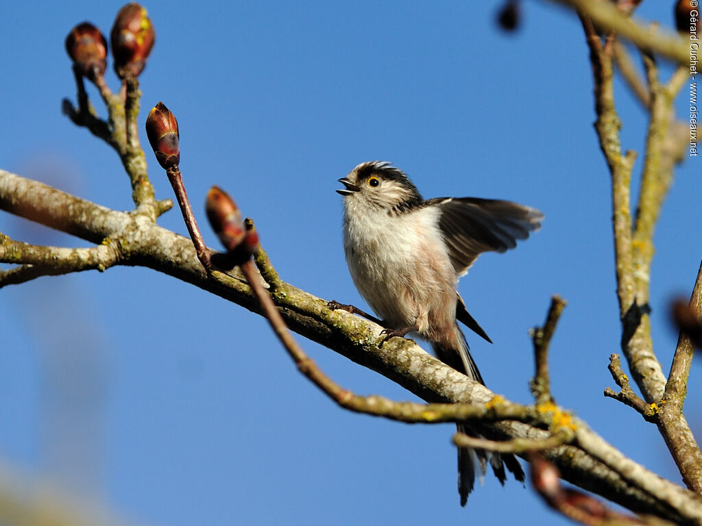 Mésange à longue queue - Aegithalos caudatus