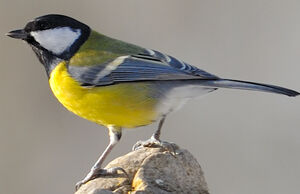 Mésange charbonnière