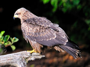 Black Kite 
&copy; G�rard Cuchet