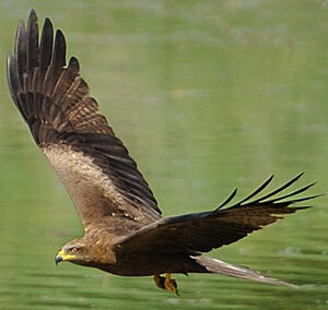 Black Kite 
&copy; G�rard Cuchet