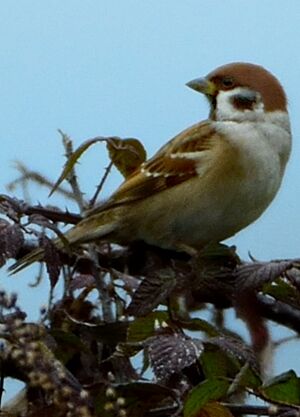 Eurasian Tree Sparrow