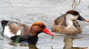 Nette rousse 
&copy; G�rard Cuchet