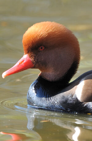 Nette rousse 
&copy; G�rard Cuchet