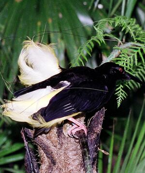 Paradisier multifil