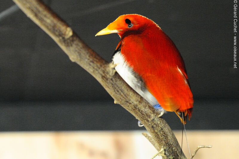 King Bird-of-paradise, identification