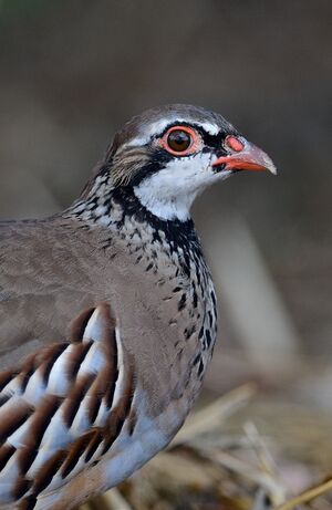 Red-legged Partridge 
&copy; G�rard Cuchet