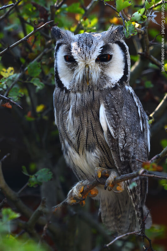 Northern White-faced Owl, identification