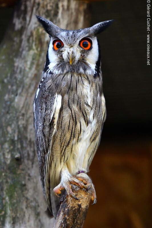 Northern White-faced Owl, close-up portrait