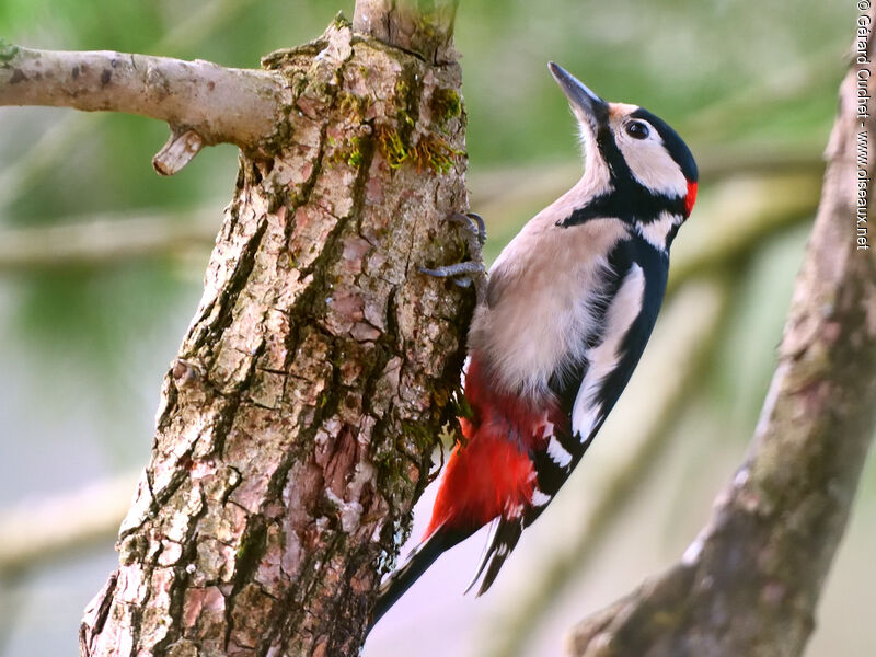Great Spotted Woodpecker male, close-up portrait, pigmentation