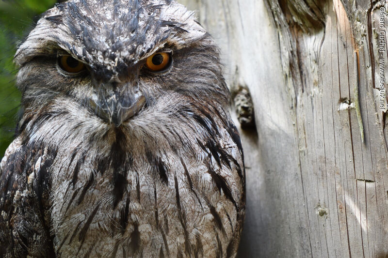 Tawny Frogmouth, close-up portrait