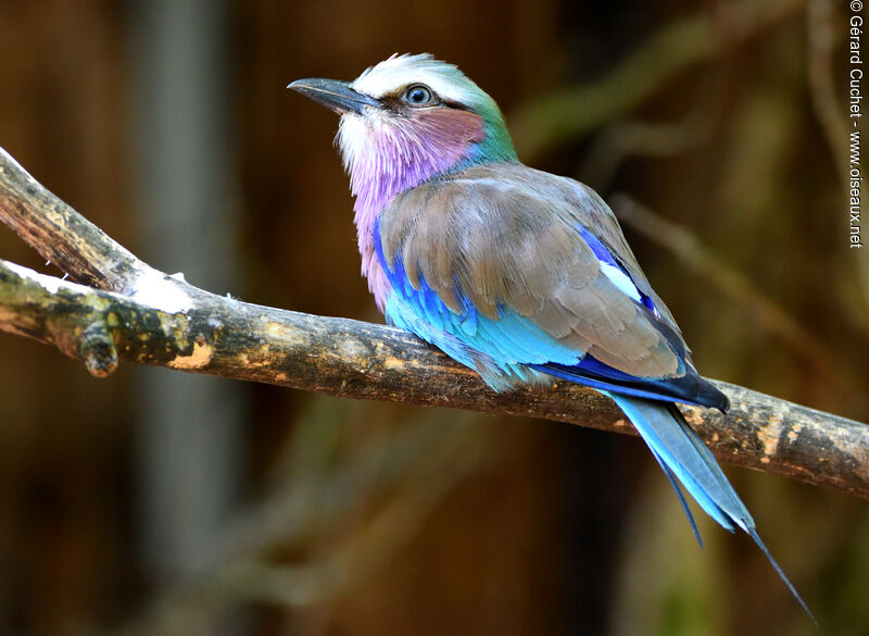 Lilac-breasted Roller, close-up portrait