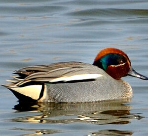 Eurasian Teal