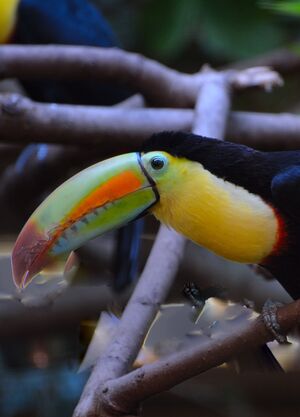 Keel-billed Toucan