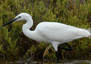 Aigrette garzette 
&copy; G�rard Fauvet
