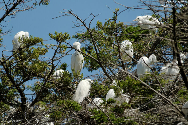 Little Egret adult breeding, Reproduction-nesting, Behaviour