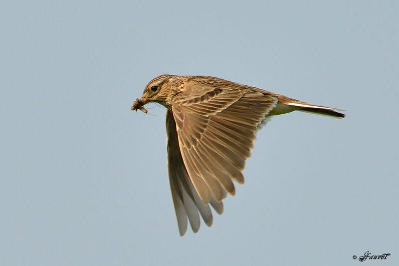 Eurasian Skylarkadult, Flight, feeding habits