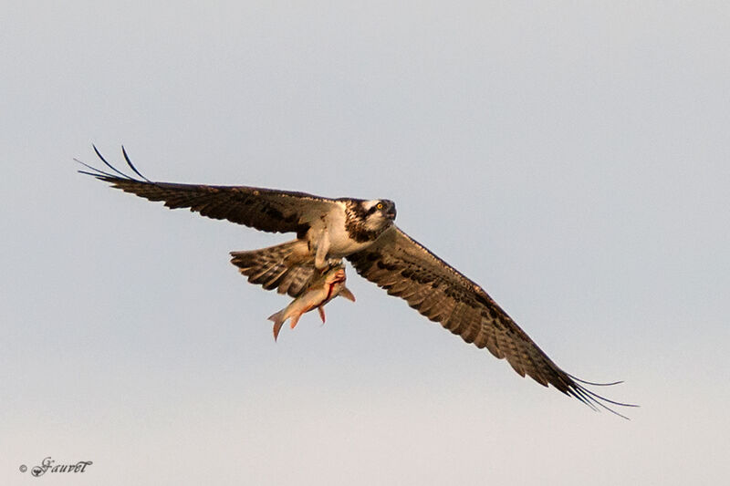 Western Osprey, Flight, feeding habits, Behaviour