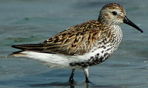 B�casseau variable