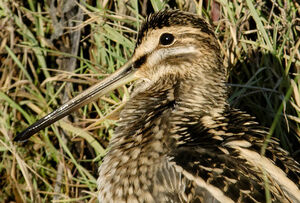 Common Snipe 
&copy; G�rard Fauvet