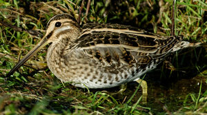 Common Snipe 
&copy; G�rard Fauvet