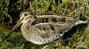 Common Snipe 
&copy; G�rard Fauvet