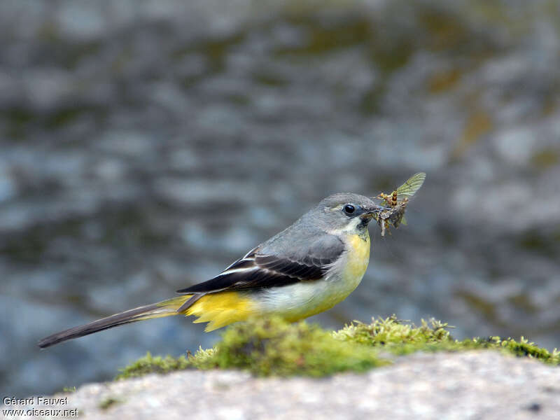 Grey Wagtail male adult, feeding habits, Reproduction-nesting