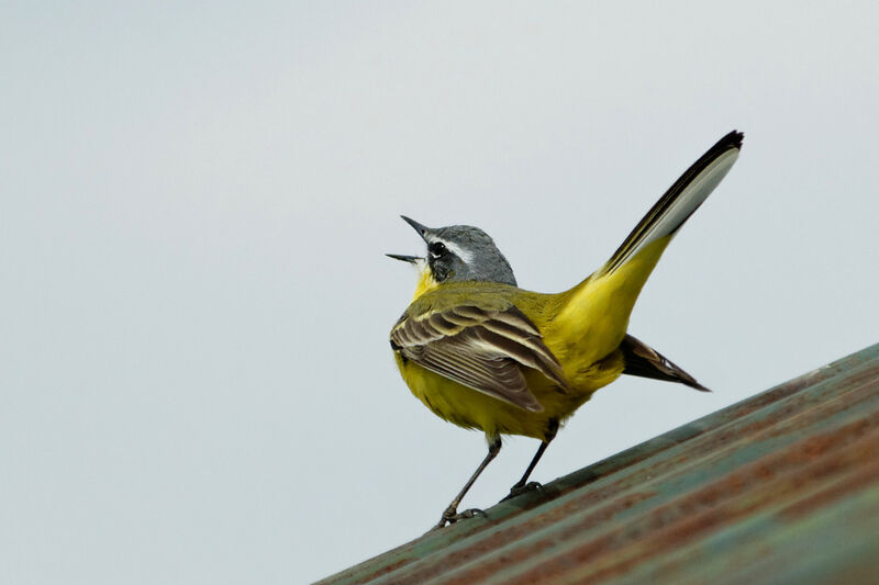 Western Yellow Wagtail male adult breeding, identification, song, Behaviour