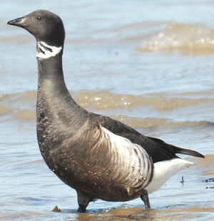 Brant Goose 
&copy; G�rard Fauvet