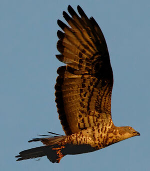 European Honey Buzzard