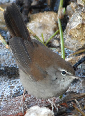 Bouscarle de Cetti 
&copy; G�rard Fauvet