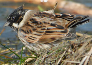 Common Reed Bunting 
&copy; G�rard Fauvet