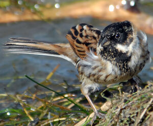 Common Reed Bunting 
&copy; G�rard Fauvet