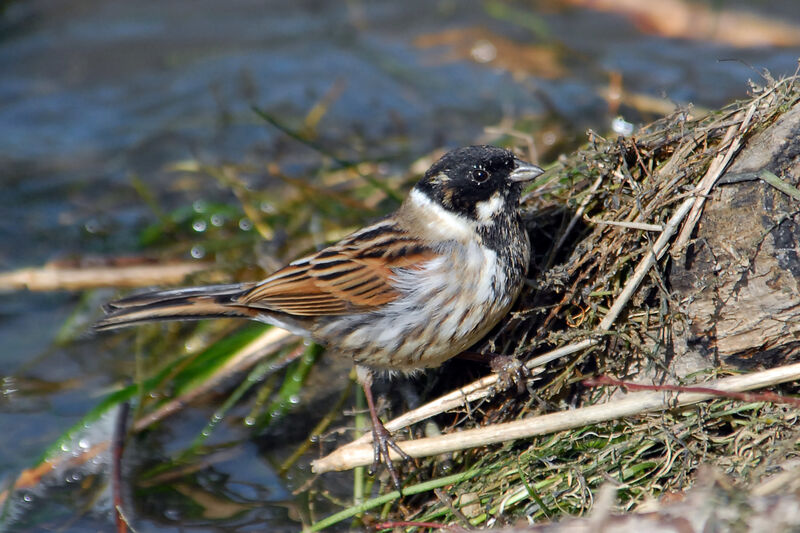 Common Reed Bunting male, identification