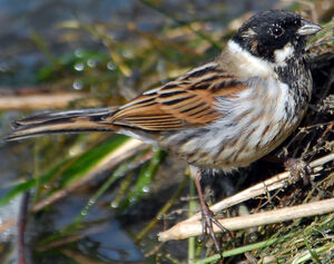 Common Reed Bunting 
&copy; G�rard Fauvet