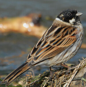 Common Reed Bunting 
&copy; G�rard Fauvet
