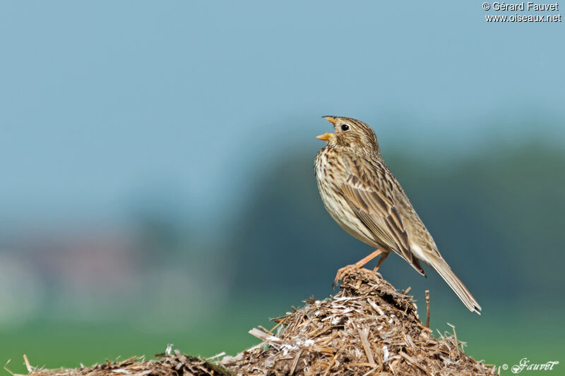 Corn Bunting male adult, identification, song