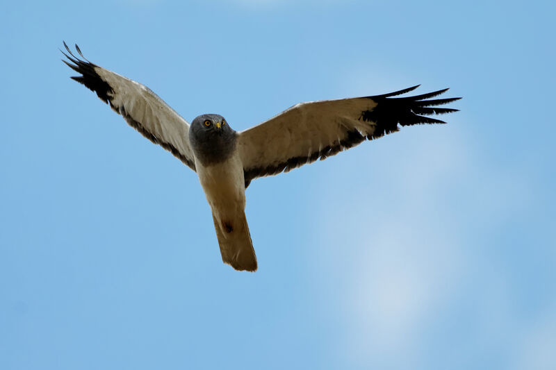 Hen Harrier male adult breeding, Flight