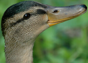 Mallard