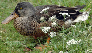 Canard souchet