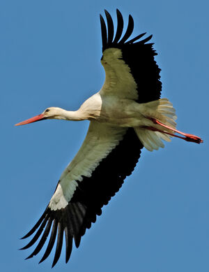 White Stork