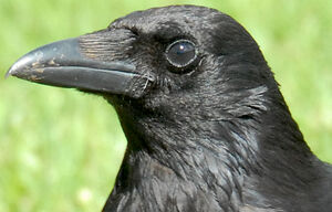 Carrion Crow