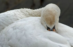 Mute Swan 
&copy; G�rard Fauvet